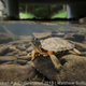 Illustration for article titled These Photos Show the Alien Beauty of Life Underwater